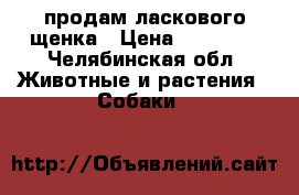 продам ласкового щенка › Цена ­ 25 000 - Челябинская обл. Животные и растения » Собаки   